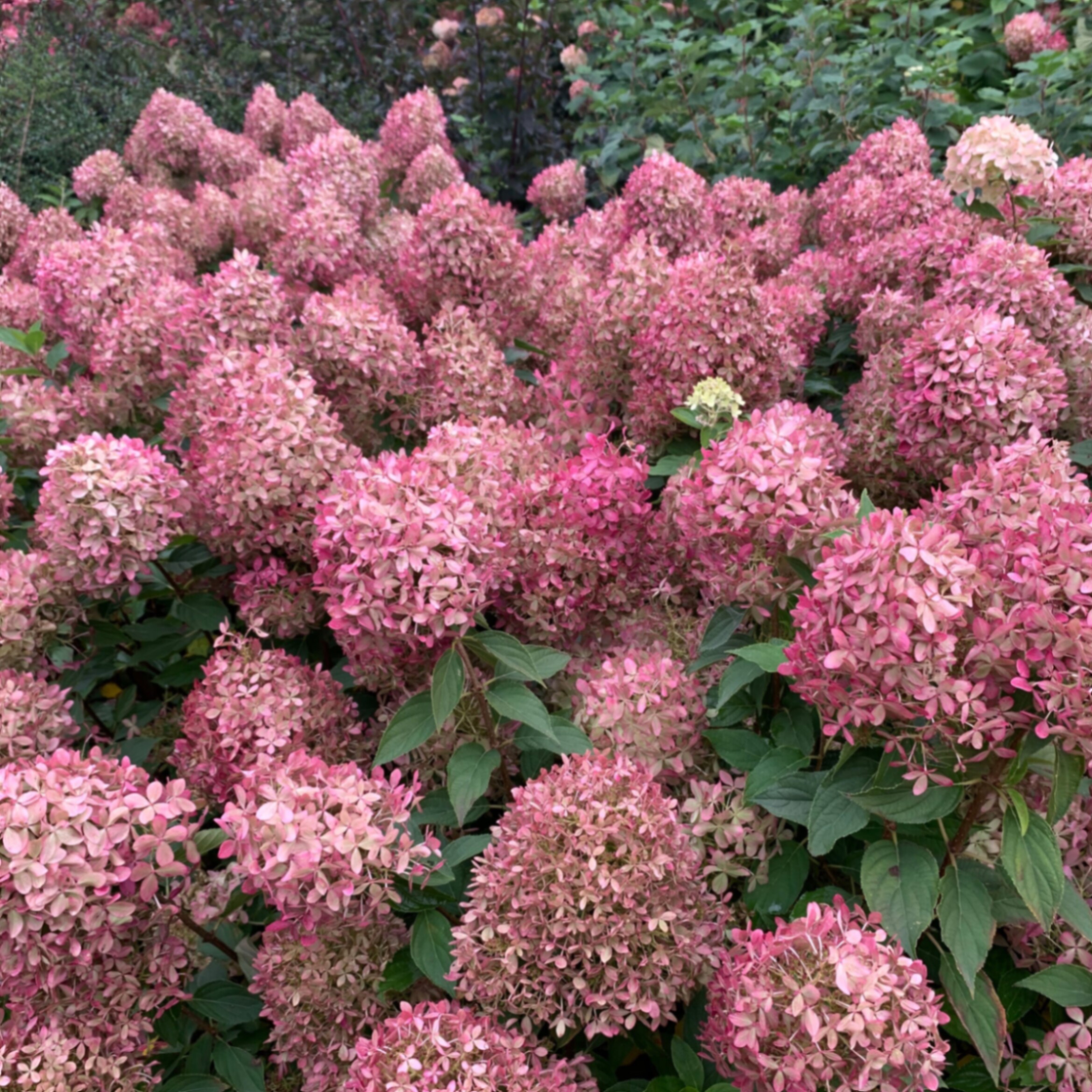 Гортензия метельчатая Пиксио